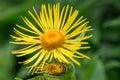 Elecampane Inula helenium yellow daisy-like flower in close-up Royalty Free Stock Photo